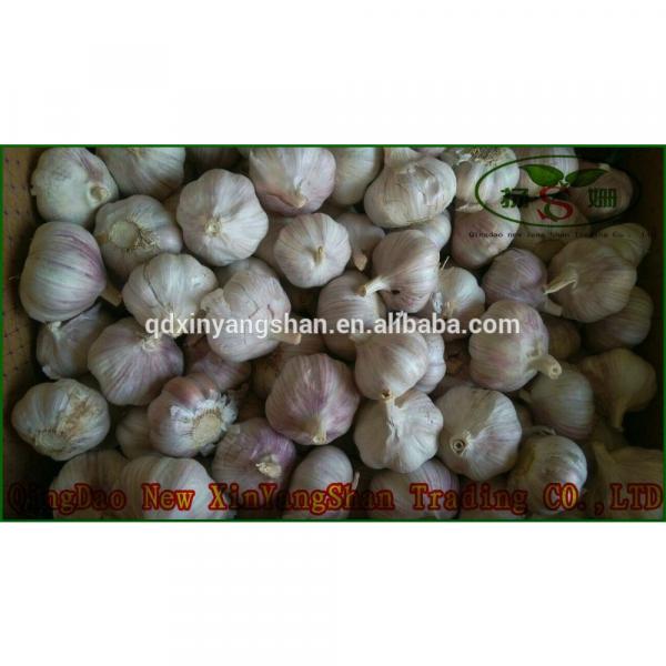 Pure 2017 year china new crop garlic Purple  Garlic,  Normal  Purple  Garlic #3 image