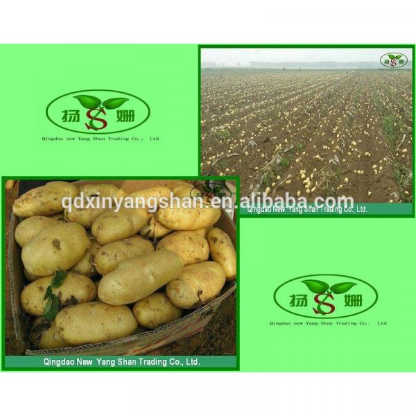 Pure 2017 year china new crop garlic Purple  Garlic,  Normal  Purple  Garlic #4 image