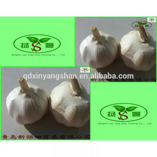 [HOT] 2017 year china new crop garlic 2014  fresh  white  garlic  from 4.0cm---6.0cm #1 image
