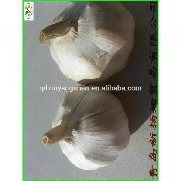 China 2017 year china new crop garlic is  best,  the  most  fresh White garlic,PURE GARLIC! #1 image