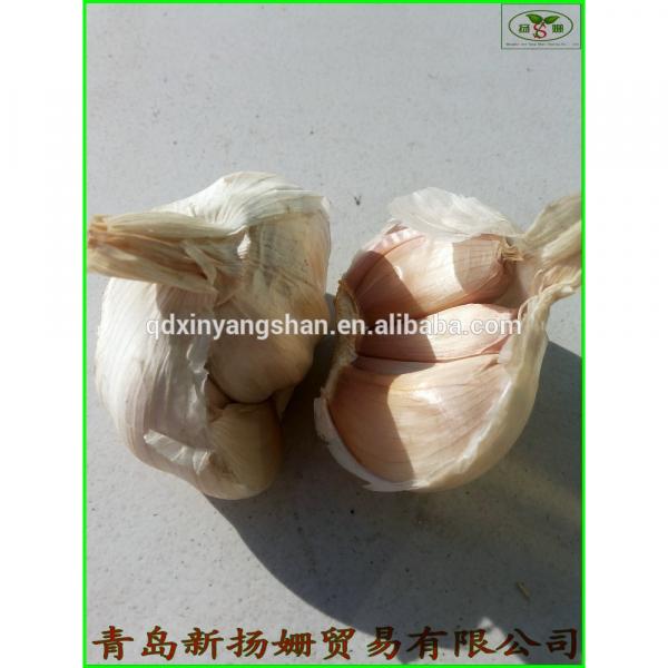 fresh 2017 year china new crop garlic garlic  vegetable  distributor  in  China #1 image