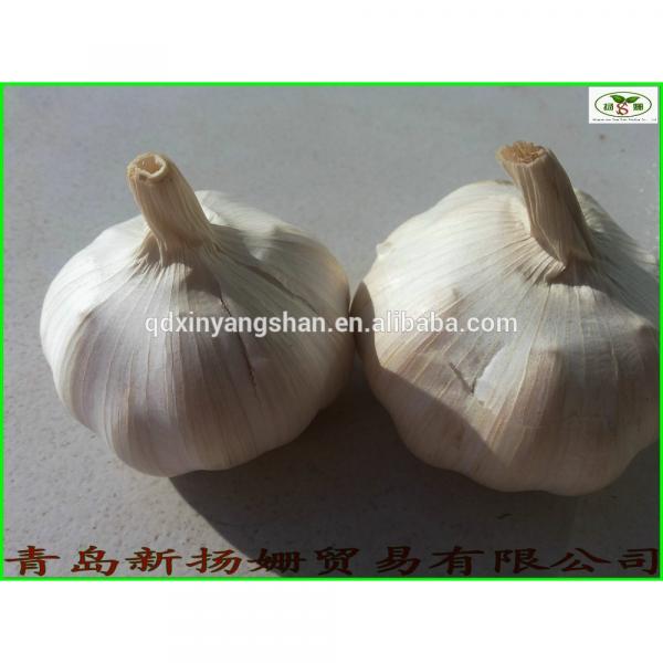 fresh 2017 year china new crop garlic garlic  vegetable  distributor  in  China #2 image