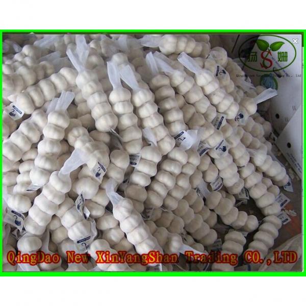 Price 2017 year china new crop garlic Of  Fresh  Chinese  Garlic  Specification 4.5cm 5.0 cm 5.5cm 6.0cm #2 image