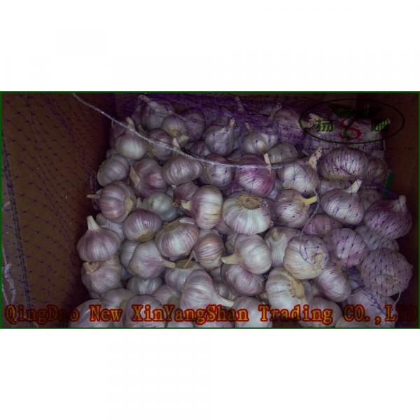 Chinese 2017 year china new crop garlic 2017  Fresh  Garlic  Price  Purple/Red/Pure White Garlic #2 image