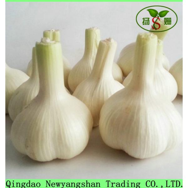 Wholesale 2017 year china new crop garlic Chinese  2017  Fresh  Garlic  Price Purple/Red/Pure White Garlic #2 image