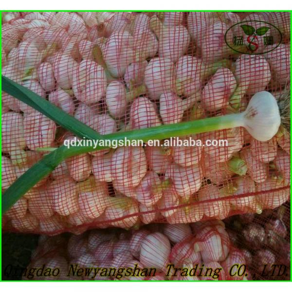 Shandong 2017 year china new crop garlic Garlic  Wholesale  Export  Price  2017 #3 image