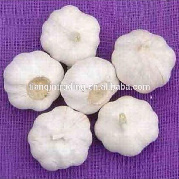 Snow 2017 year china new crop garlic White  garlic    #1 image
