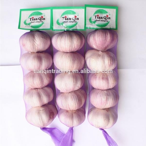 Purple 2017 year china new crop garlic garlic     #1 image