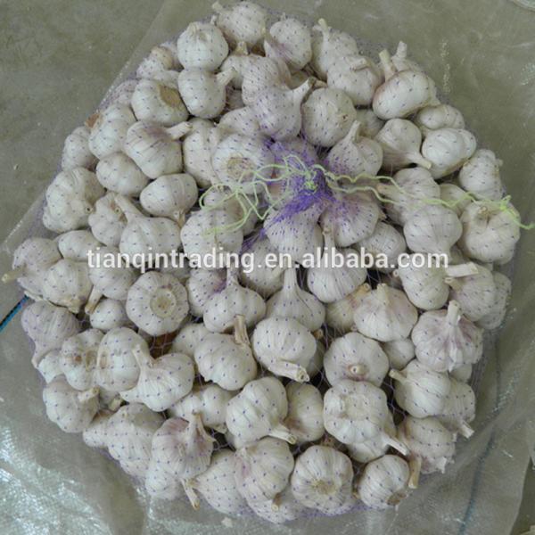Normal 2017 year china new crop garlic white  garlic    #1 image