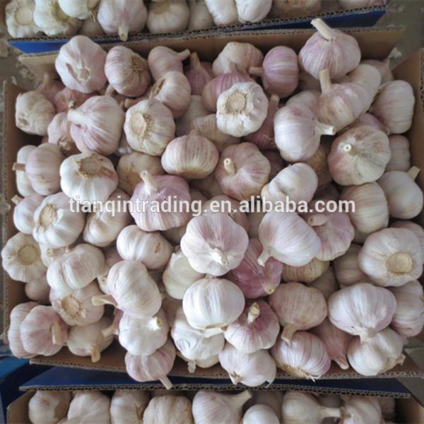 Fresh 2017 year china new crop garlic Garlic  /Fresh  Chinese  Garlic  /Fresh China Garlic #1 image