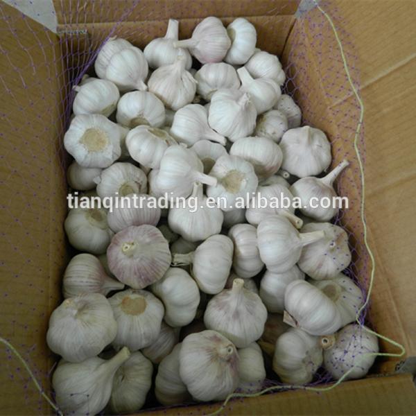 Fresh 2017 year china new crop garlic Garlic  /Fresh  Chinese  Garlic  /Fresh China Garlic #2 image