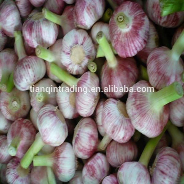 2017 2017 year china new crop garlic Chinese  Garlic  New  Crop  #1 image