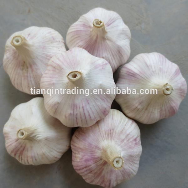 2017 2017 year china new crop garlic Chinese  Garlic  New  Crop  #2 image