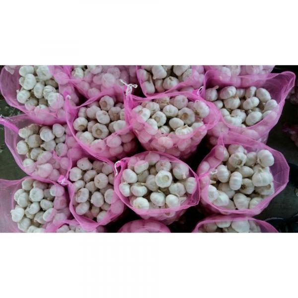 China 2017 year china new crop garlic Normal  white  fresh  garlic  for hot selling #2 image