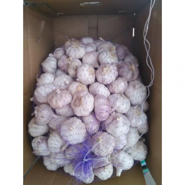 Normal 2017 year china new crop garlic white  fresh  garlic  with  carton mesh bag #2 image