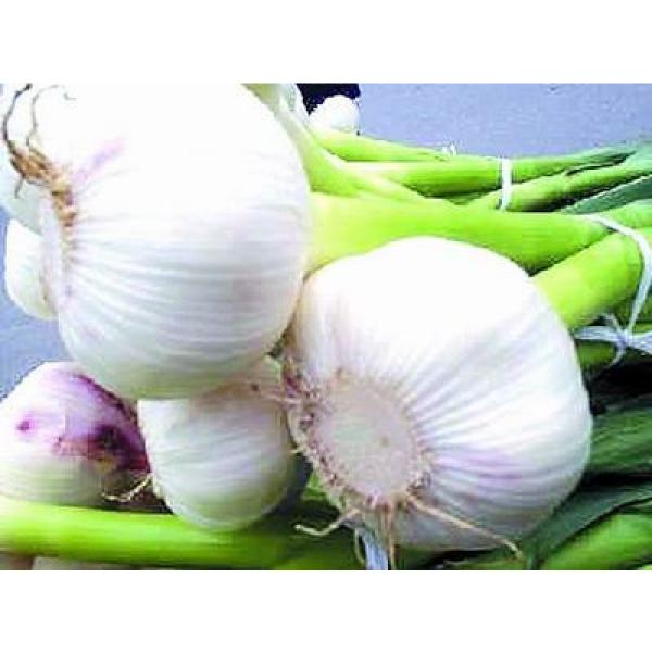 Organic 2017 year china new crop garlic normal  pure  white  fresh  garlic price #2 image