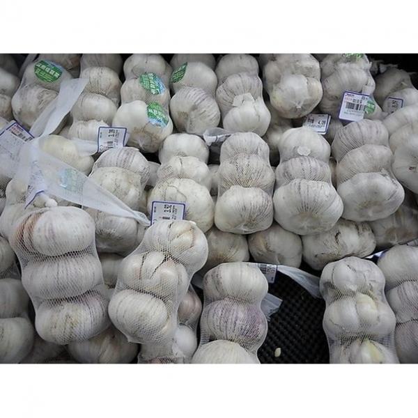 2017 2017 year china new crop garlic normal  white  fresh  garlic  with good price #4 image