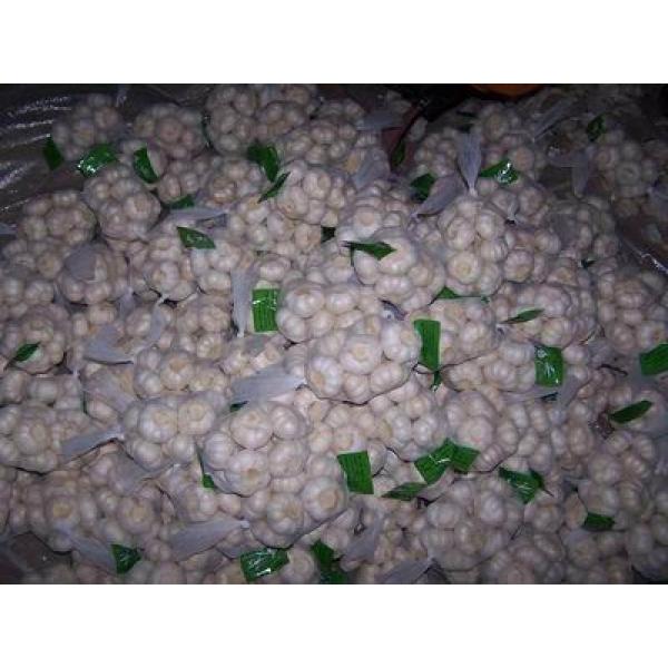 Laiwu 2017 year china new crop garlic 5.5  natural  white  fresh  garlic #3 image