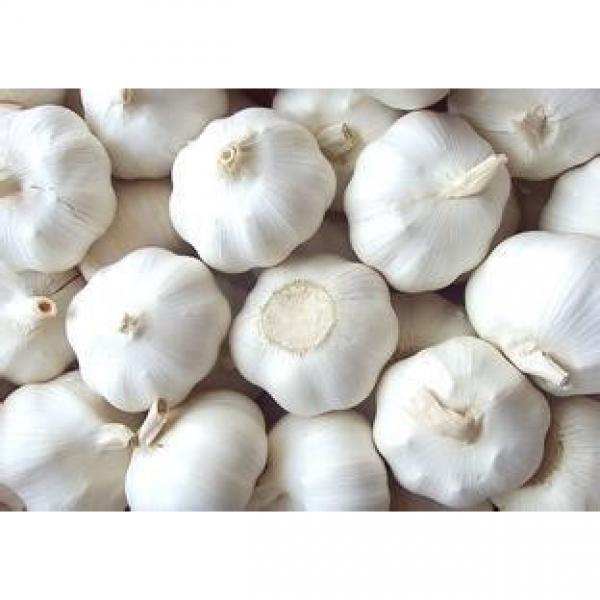 Hot 2017 year china new crop garlic sale  normal  white  fresh  garlic with good quality #4 image