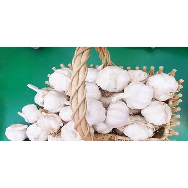 Wholesale 2017 year china new crop garlic 2017  normal  white  fresh  garlic with mesh bag or ctn #3 image