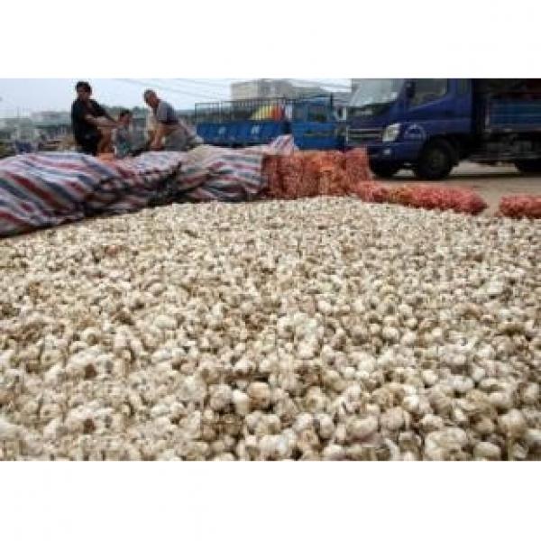 2017 2017 year china new crop garlic hot  sale  normal  white  fresh garlic #5 image