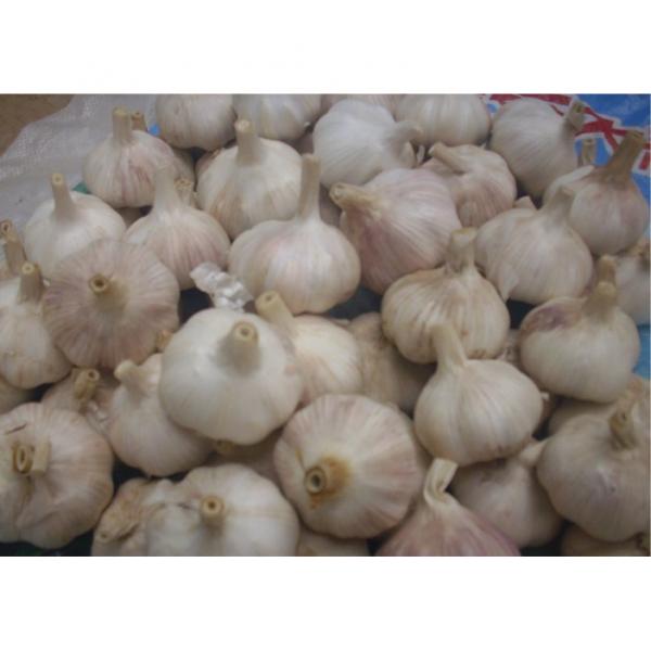 Hot 2017 year china new crop garlic sale  fresh  Chinese  normal  white garlic #4 image