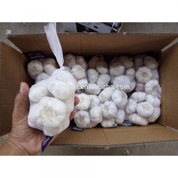 YUYUAN 2017 year china new crop garlic brand  hot  sail  fresh  garlic garlic health capsules #4 image