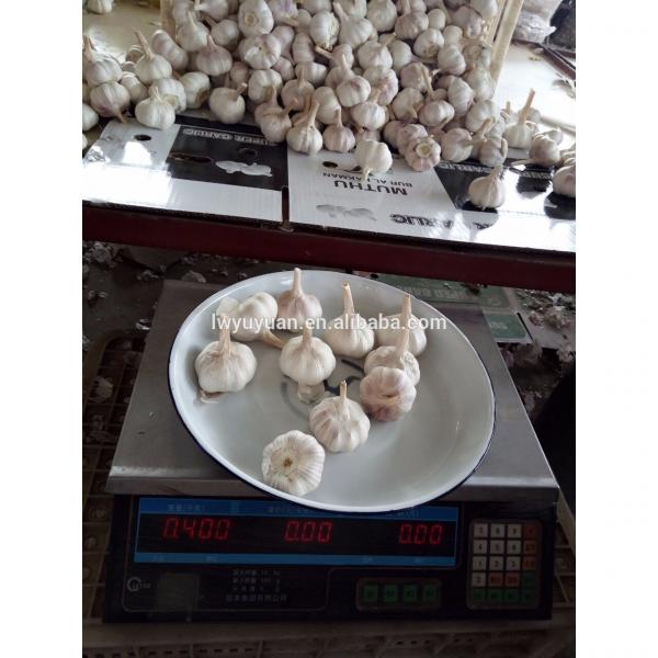 YUYUAN 2017 year china new crop garlic brand  hot  sail  fresh  garlic garlic for the international market #1 image