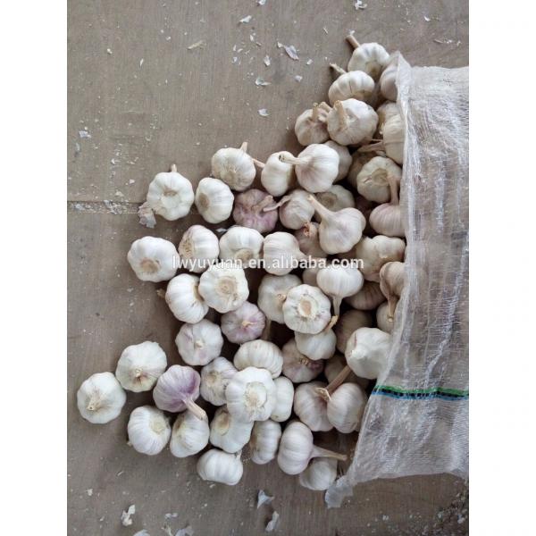 YUYUAN 2017 year china new crop garlic brand  hot  sail  fresh  garlic garlic flake #1 image