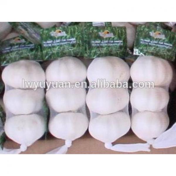 YUYUAN 2017 year china new crop garlic brand  hot  sail  fresh  garlic garlic importers #1 image