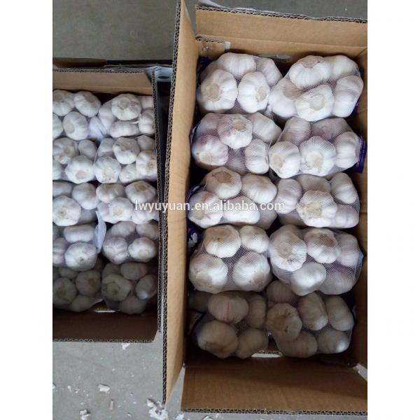 YUYUAN 2017 year china new crop garlic brand  hot  sail  fresh  garlic garlic manufacturers china #5 image