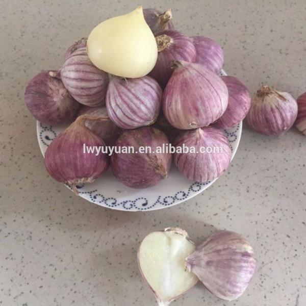 YUYUAN 2017 year china new crop garlic brand  hot  sail  fresh  garlic garlic garlic garlic #4 image