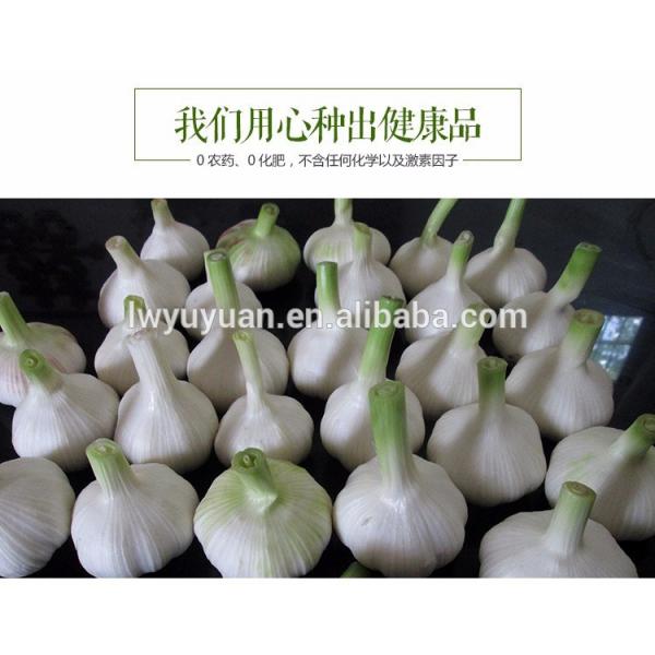 YUYUAN 2017 year china new crop garlic brand  hot  sail  fresh  garlic garlic market price #1 image
