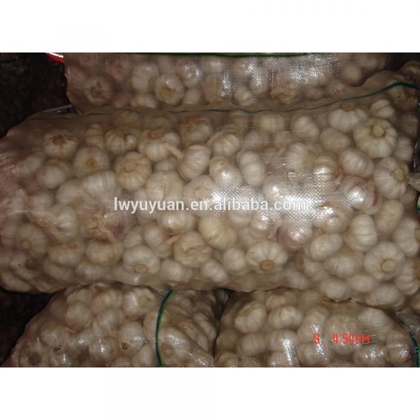 YUYUAN 2017 year china new crop garlic brand  hot  sail  fresh  garlic garlic extract #5 image