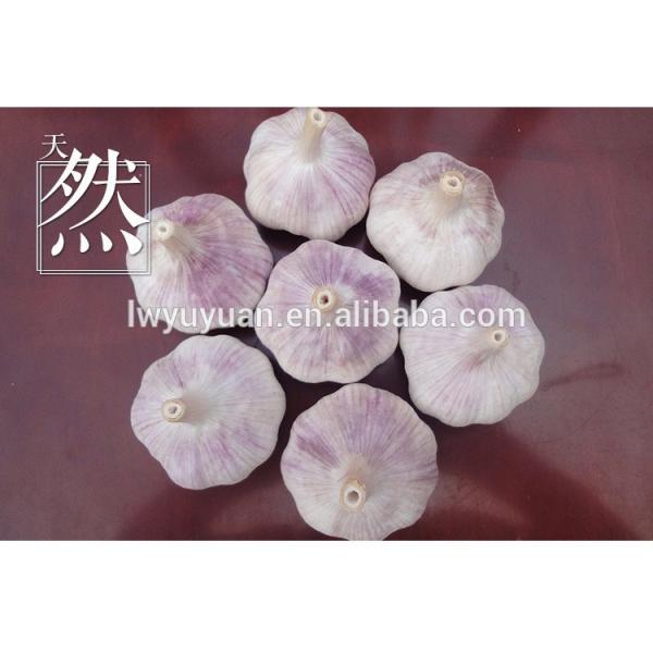 YUYUAN 2017 year china new crop garlic brand  hot  sail  fresh  garlic garlic distributor #5 image
