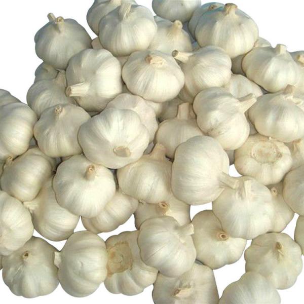 Alibaba 2017 year china new crop garlic high  quality  agricultural  product  chinese garlic with low price #2 image