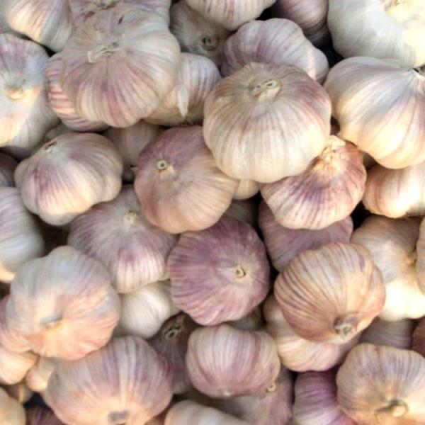 Alibaba 2017 year china new crop garlic high  quality  agricultural  product  chinese garlic with low price #1 image
