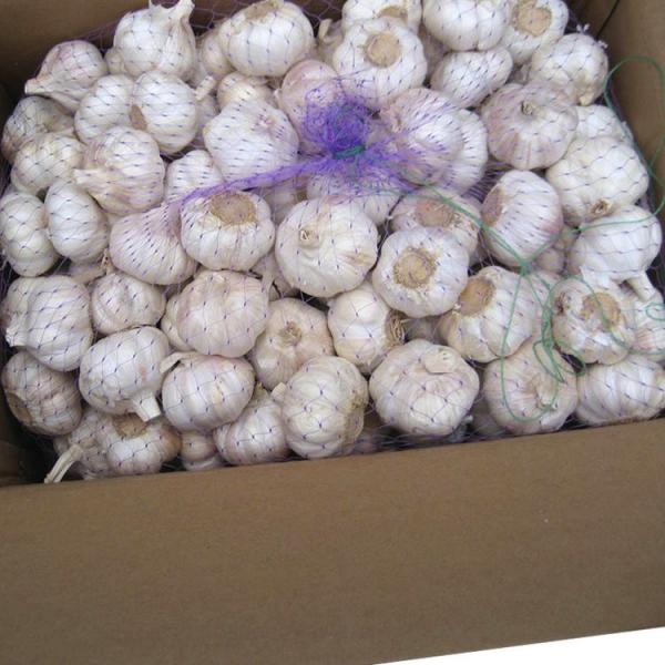 Best 2017 year china new crop garlic selling  normal  purity  natural  dehydrated garlic with high quality #4 image