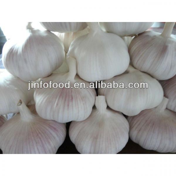 Fresh 2017 year china new crop garlic Garlic     #1 image