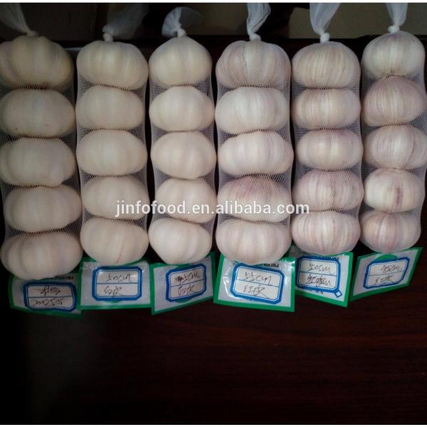 pure 2017 year china new crop garlic white  garlic    #1 image