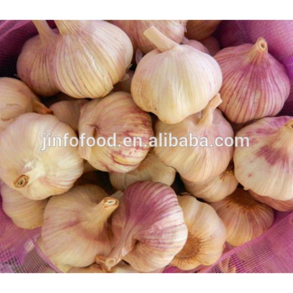 New 2017 year china new crop garlic crop  garlic    #1 image