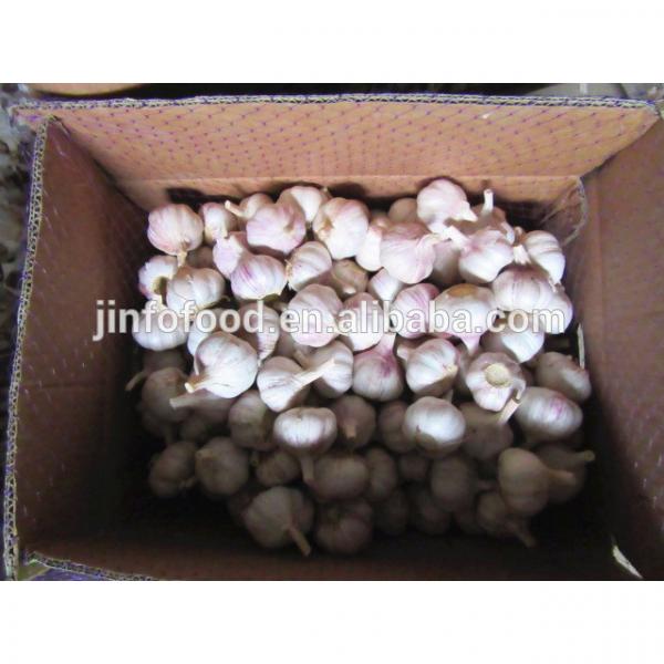 New 2017 year china new crop garlic crop  garlic    #2 image