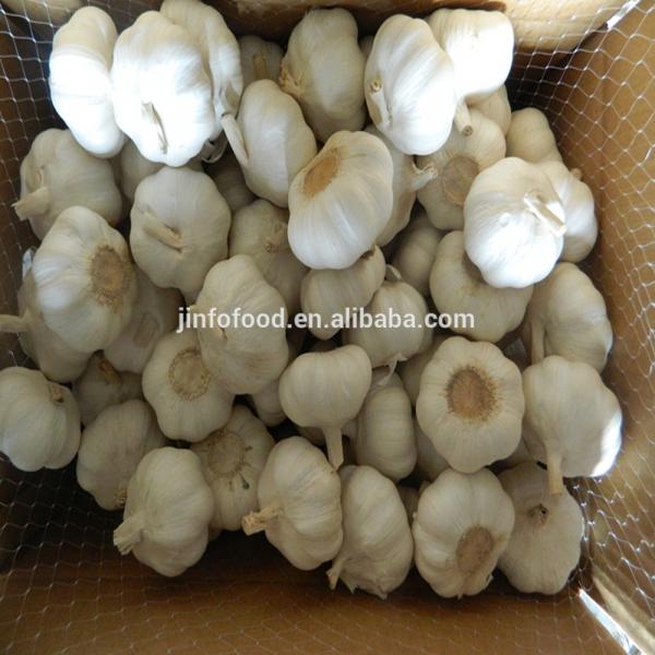 2017 2017 year china new crop garlic white  garlic    #4 image