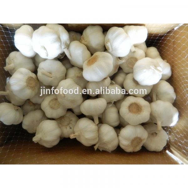 fresh 2017 year china new crop garlic pure  white  garlic   #1 image