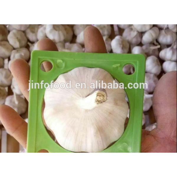 New 2017 year china new crop garlic garlic     #1 image