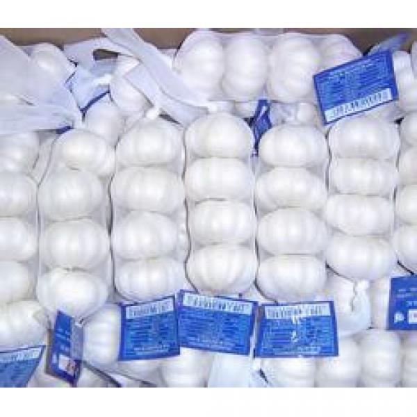 New 2017 year china new crop garlic Crop  5cm-6.5cm  20kg  mesh  bag pure white and normal white fresh garlic #1 image