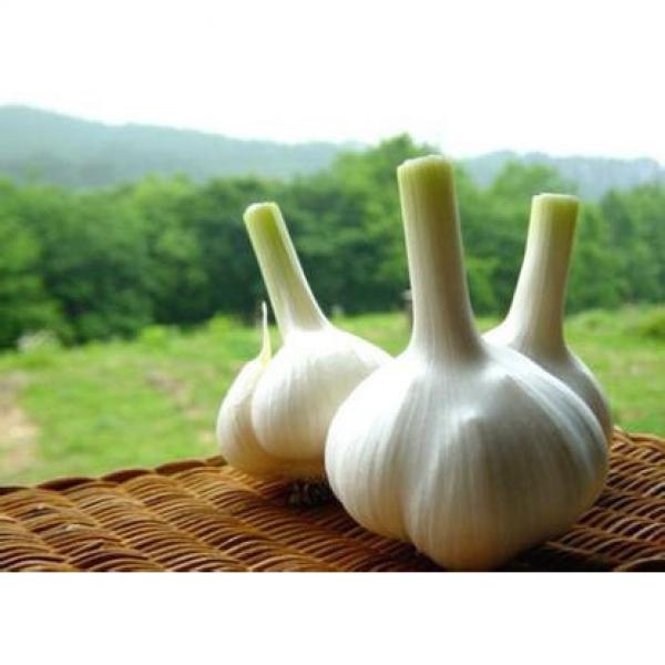 New 2017 year china new crop garlic Crop  5cm-6.5cm  20kg  mesh  bag pure white and normal white fresh garlic #2 image