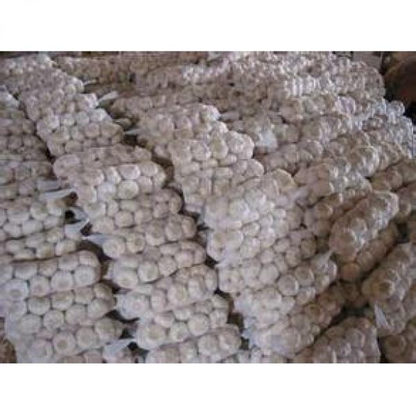 New 2017 year china new crop garlic Crop  5cm-6.5cm  20kg  mesh  bag pure white and normal white fresh garlic #3 image