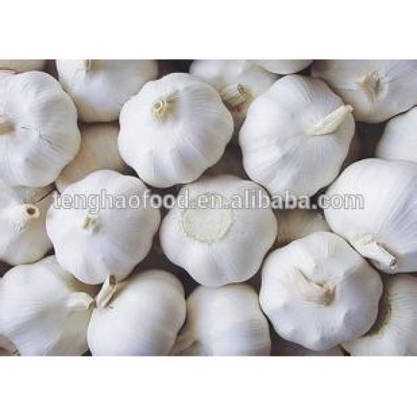 2014 2017 year china new crop garlic new  crop  ,  mesh  bag ,pure white garlic #1 image