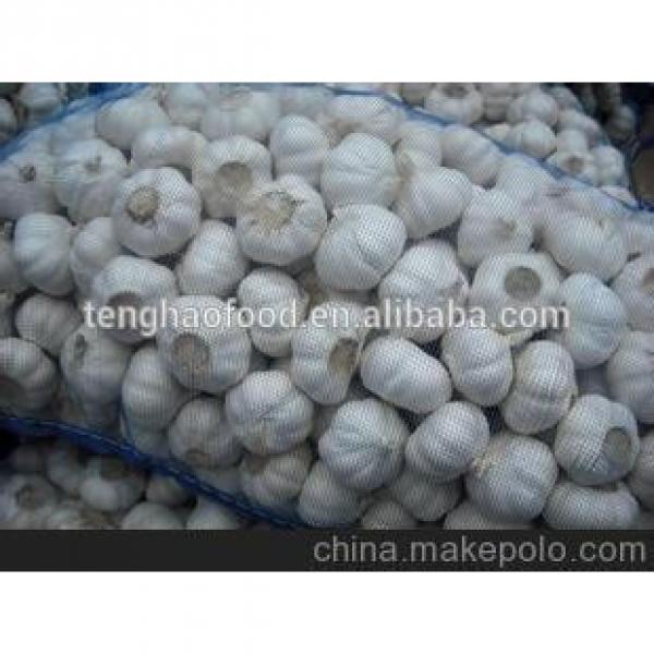2014 2017 year china new crop garlic new  crop  ,  mesh  bag ,pure white garlic #2 image